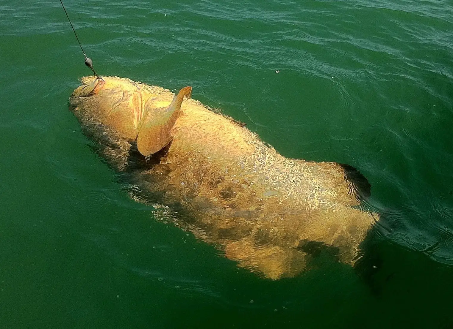 270 lb. Goliath Grouper caught offshore of Captiva on Sanibel & Captiva charters