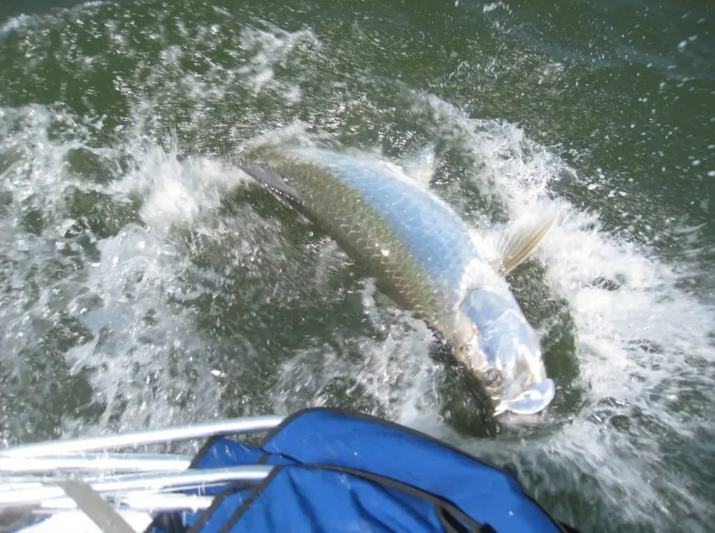 Tarpon caught off Captiva Beach on Sanibel & Captiva charters! File Photo: May 13, 2012.