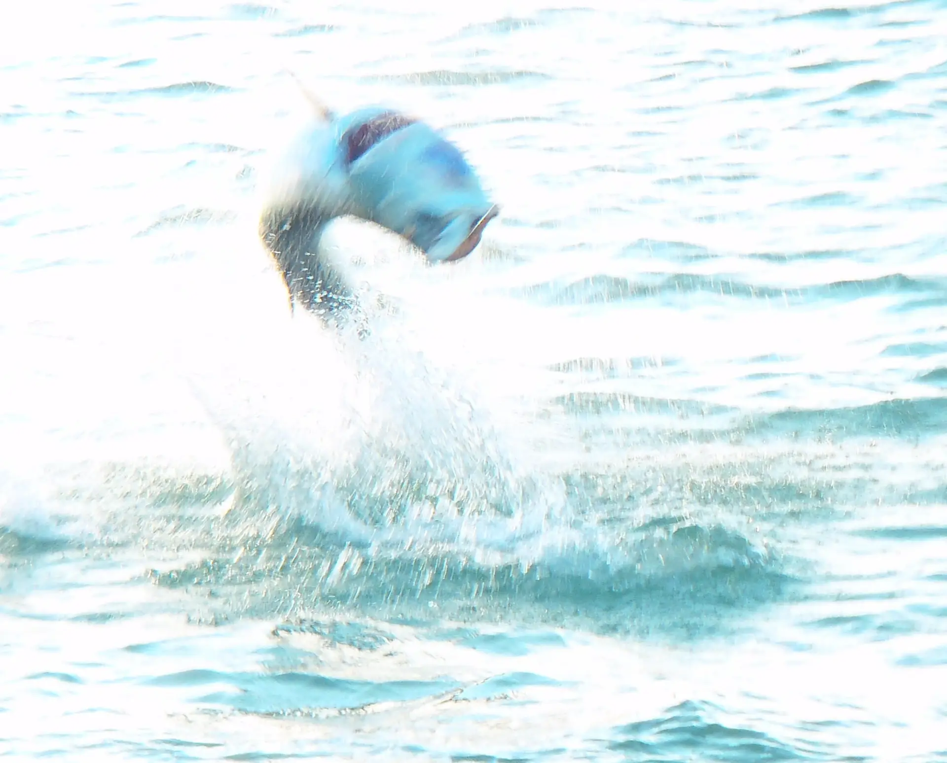 Tarpon jumping at Boca Grand pass. Sanibel & Captiva charters.