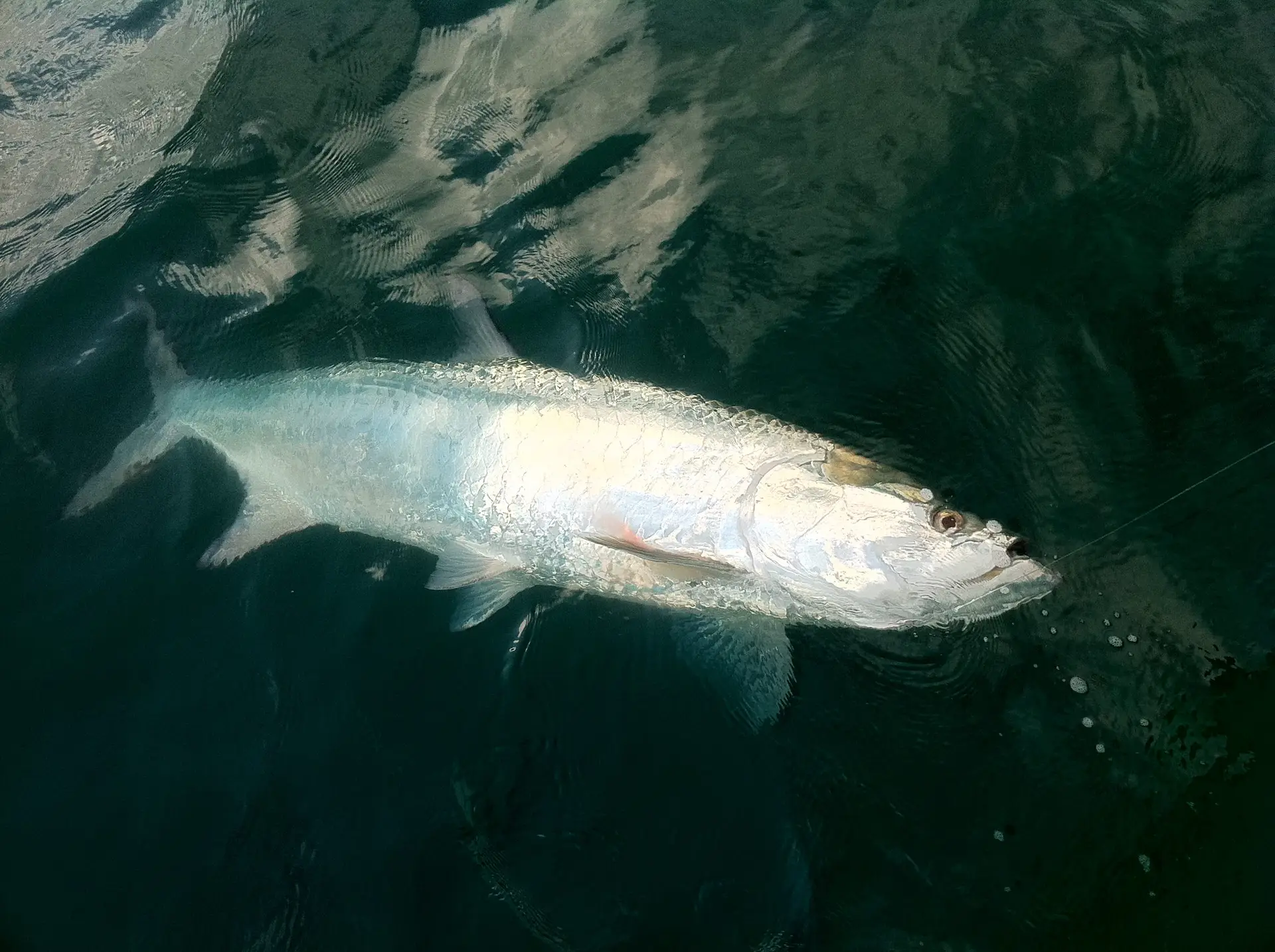170 lb. Tarpon caught at Boca Grand pass on Sanibel & Captiva charters!