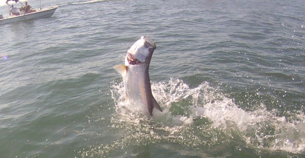 Captiva Fishing, Tarpon Jumping, 4-22-15, Sanibel Fishing & Captiva Fishing & Fort Myers Fishing Charters & Guide Service.