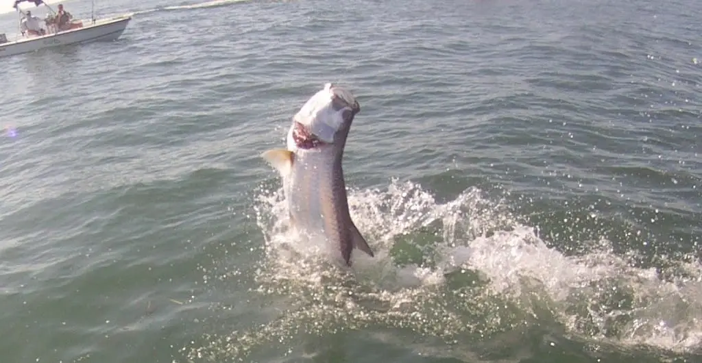 Captiva Fishing, Tarpon Jumping, 4-22-15, Sanibel Fishing & Captiva Fishing & Fort Myers Fishing Charters & Guide Service.