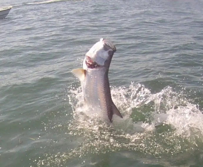 Captiva Fishing, Tarpon Jumping, 4-22-15, Sanibel Fishing & Captiva Fishing & Fort Myers Fishing Charters & Guide Service.