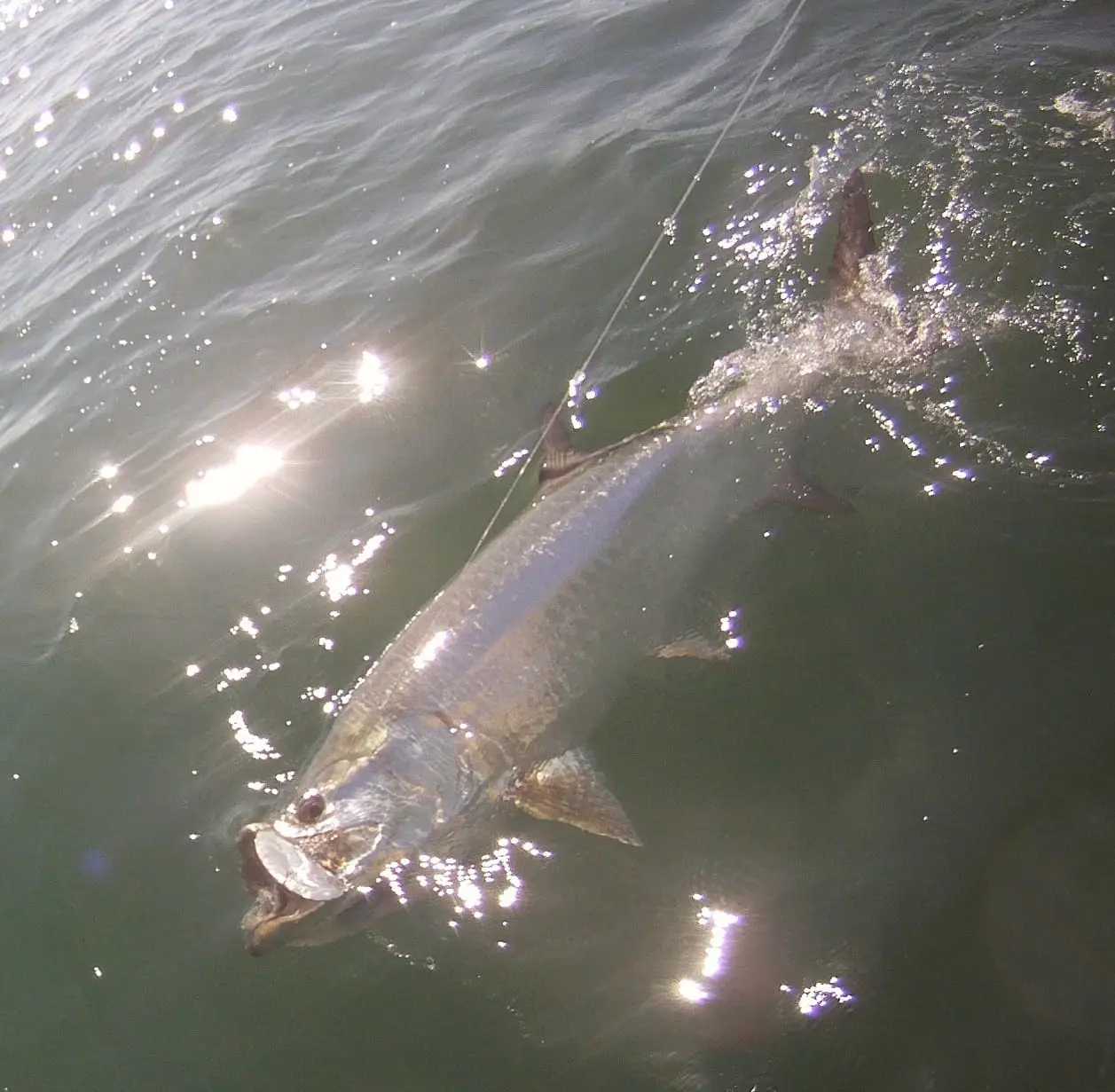 Tarpon caught on Sanibel & Captiva charters!