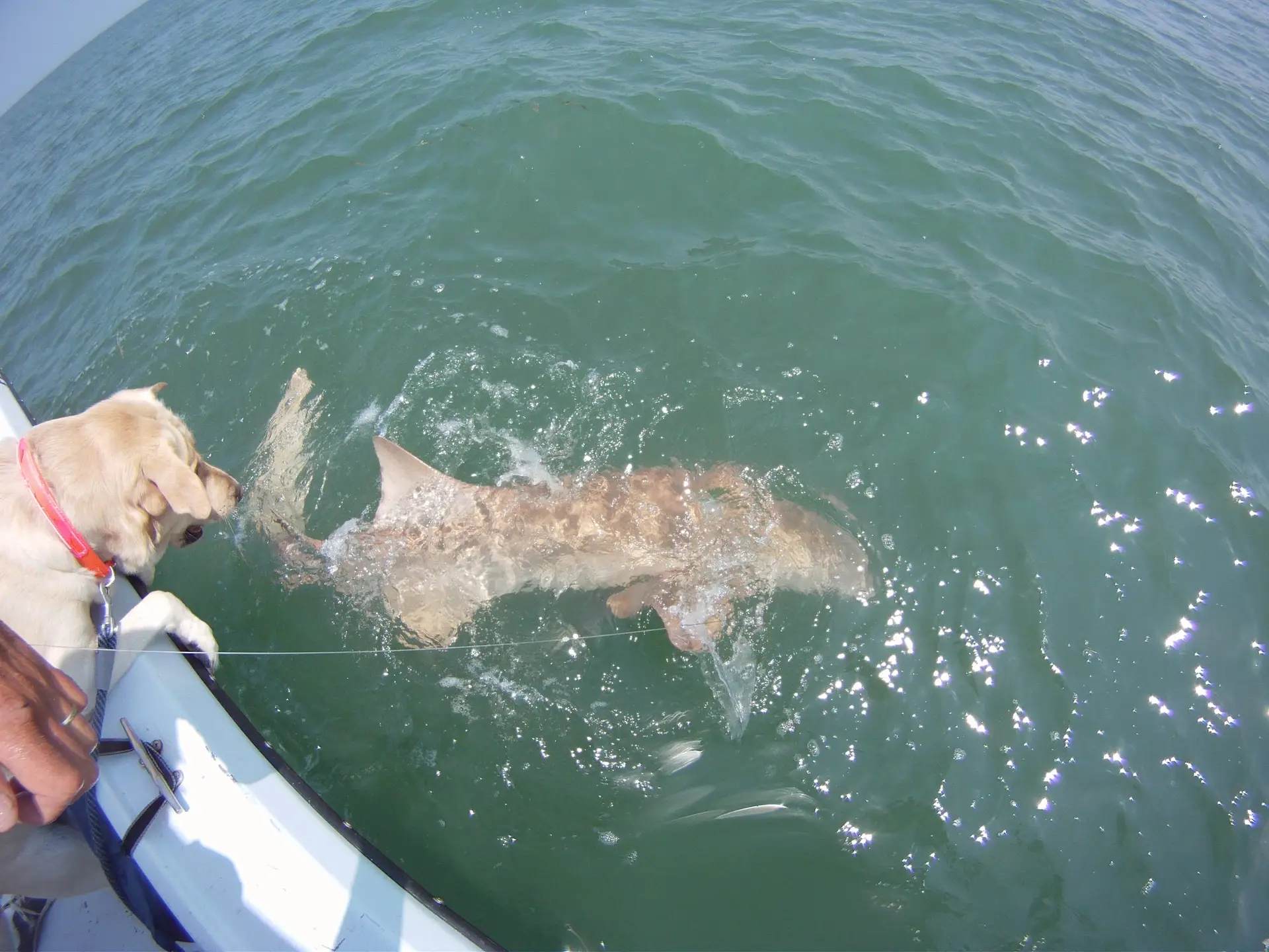 Nurse shark caught on Sanibel & Captiva charters