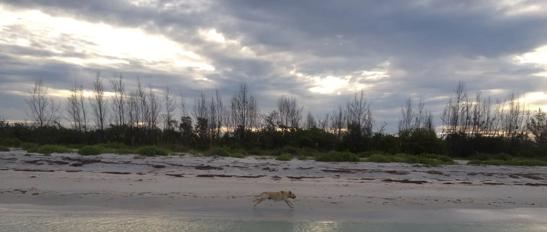 Hank on the run on Sanibel & Captiva charters