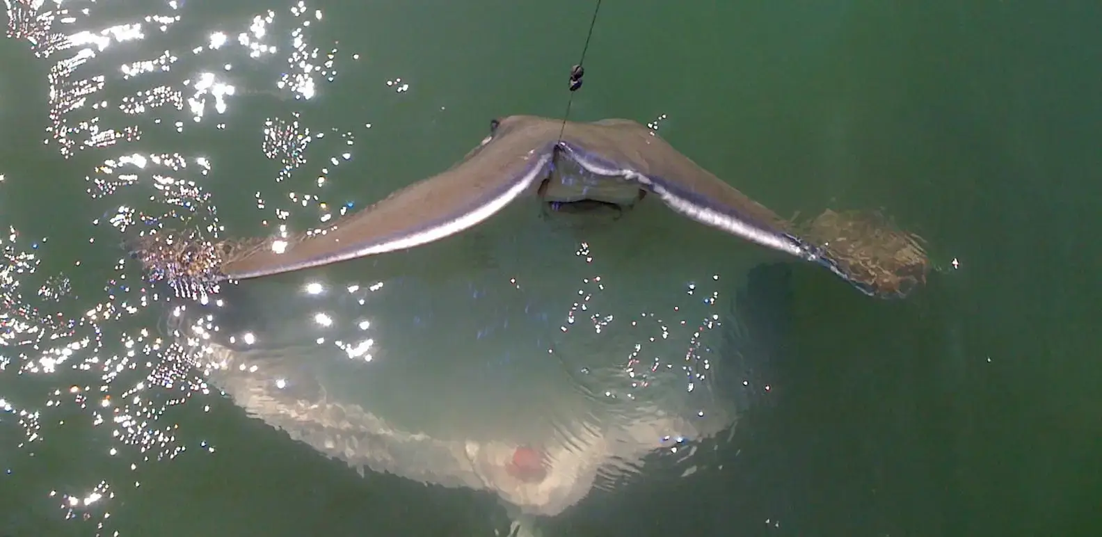 Huge Stingray caught on Sanibel & Captiva charters!