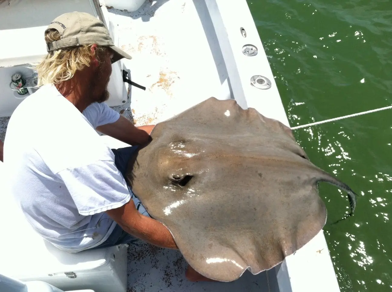 Stingray caught and released on Sanibel & Captiva charters!