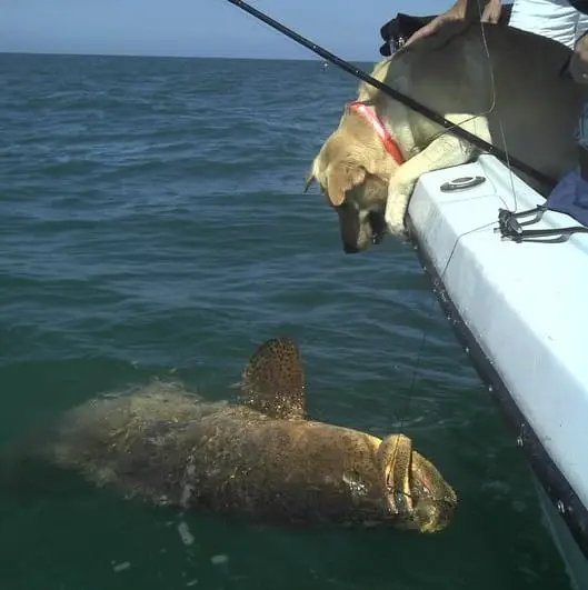 Goliath Grouper caught on Sanibel & Captiva charters!