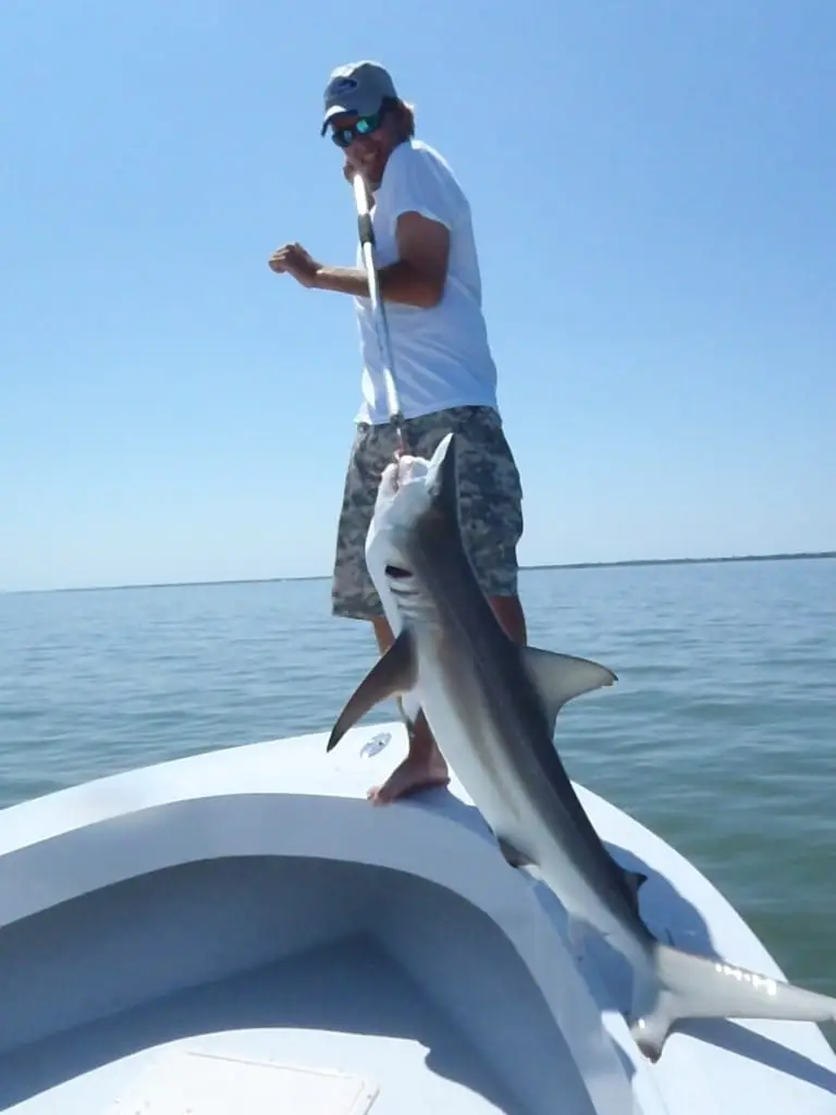 Black Tip Shark caught and released on Sanibel & Captiva charters!