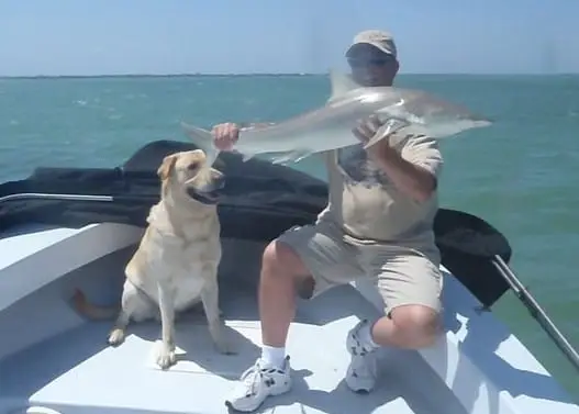 Shark caught on Sanibel & Captiva charters
