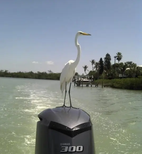 White Egret enjoying the ride on Sanibel & Captiva charters!