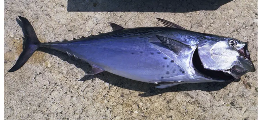 Bonita caught on Sanibel & Captiva charters!