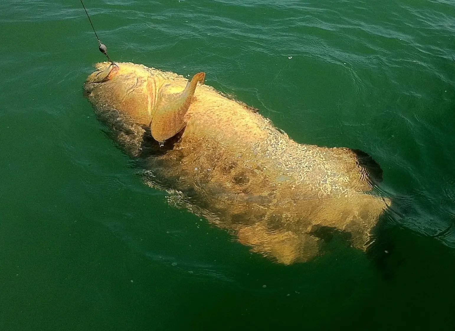Goliath Grouper caught and released on Sanibel & Captiva charters!