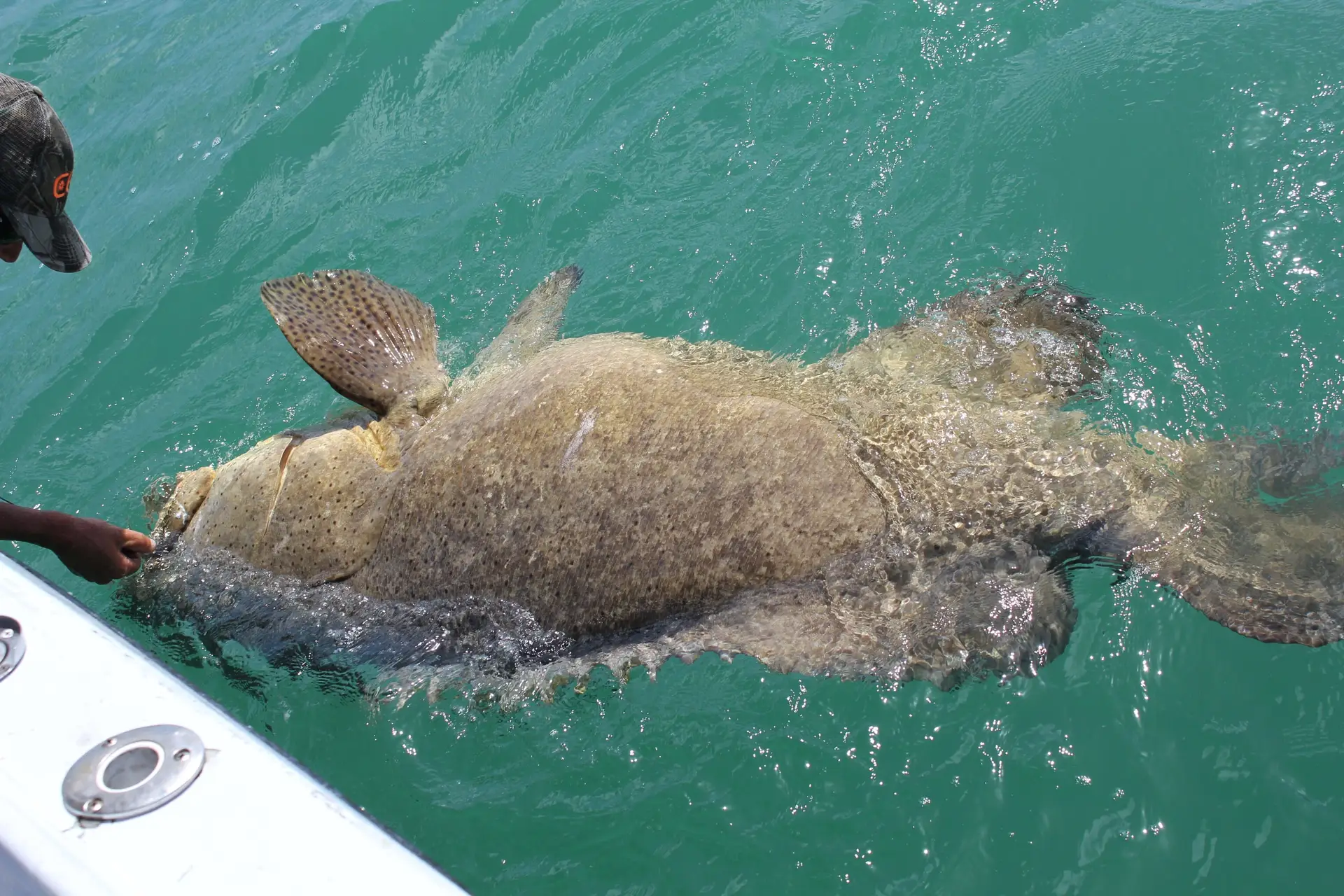 Goliath Grouper caught on Sanibel & Captiva charters!
