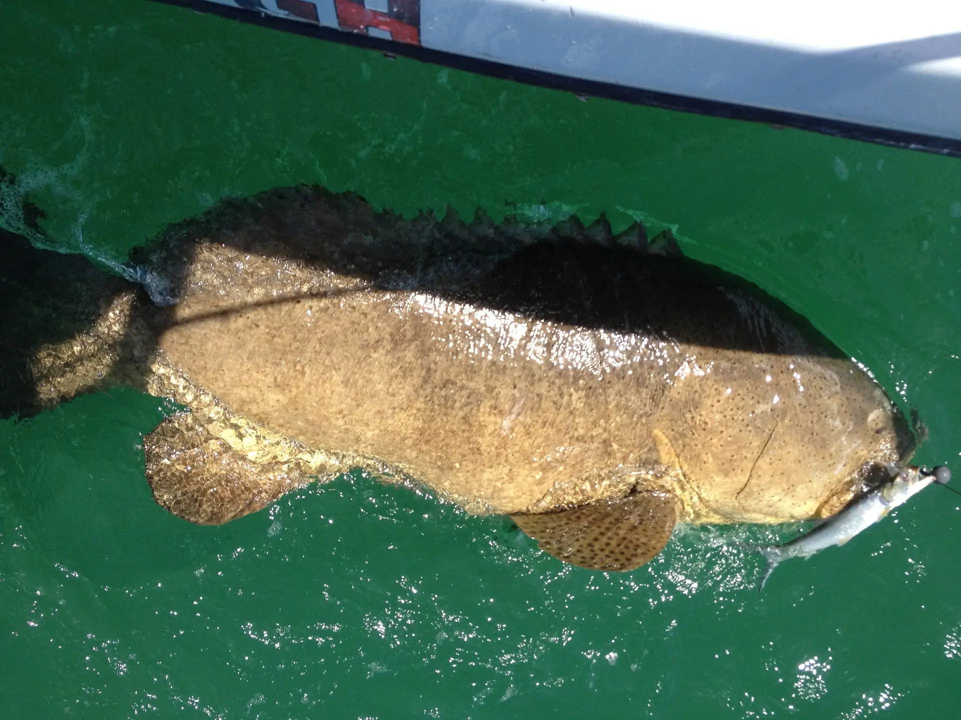 150 pound Goliath Grouper caught on Sanibel & Captiva charters!