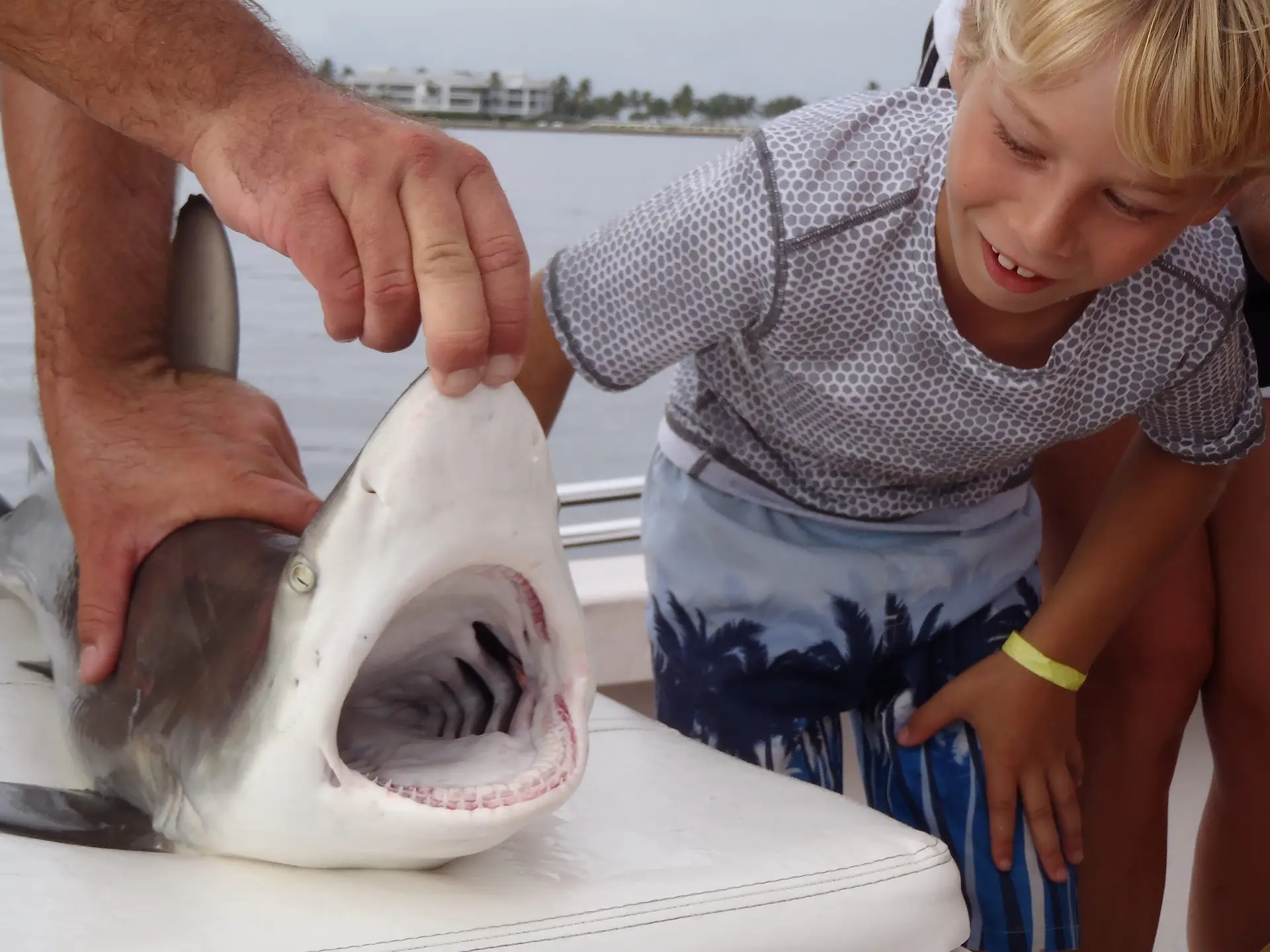 Black tip Shark, Catch & Release, Bayside, Sanibel & Captiva Islands Charters & Fishing Guide Service.