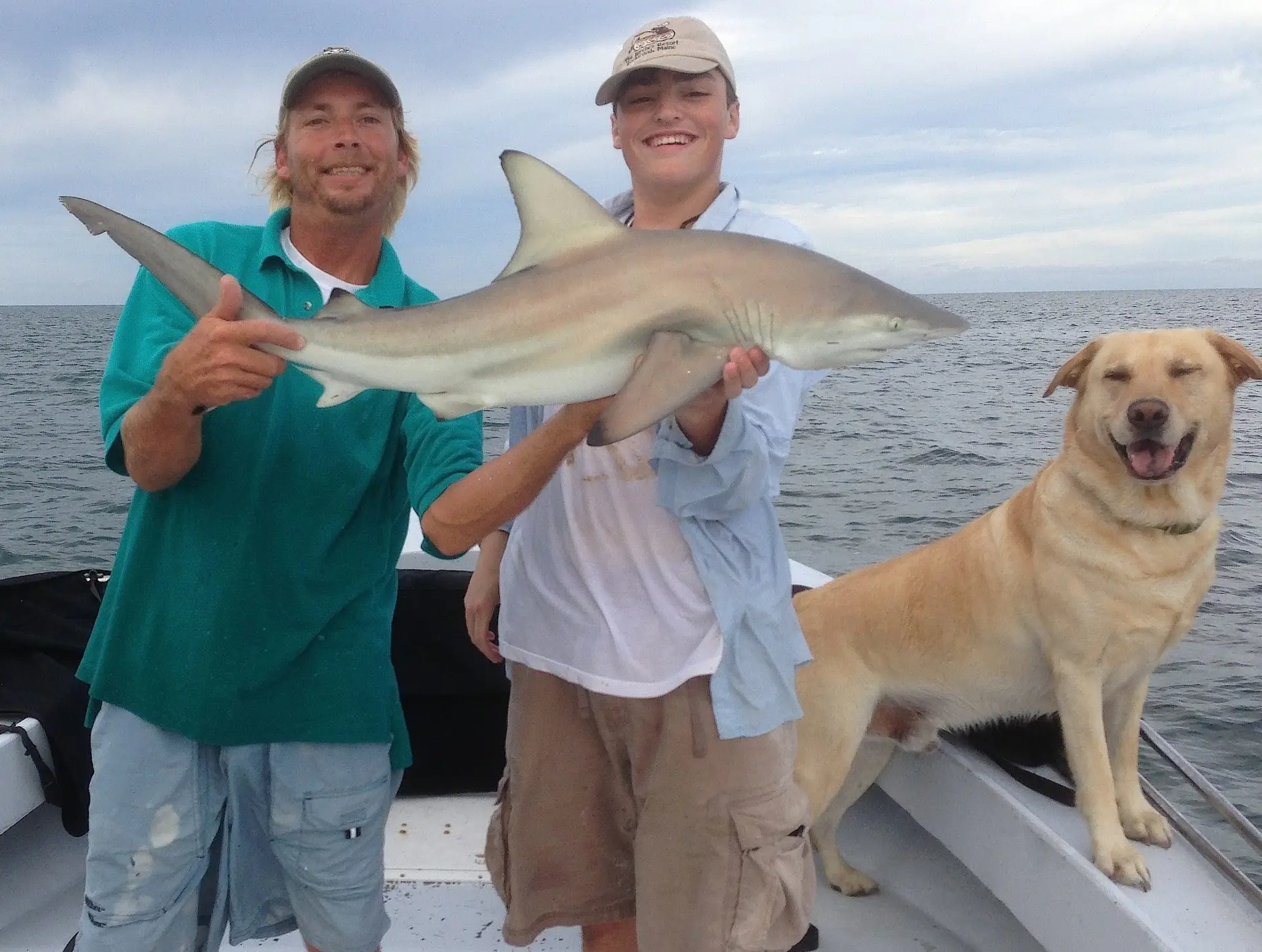Small Black Tip Shark caught and released on Sanibel & Captiva charters!