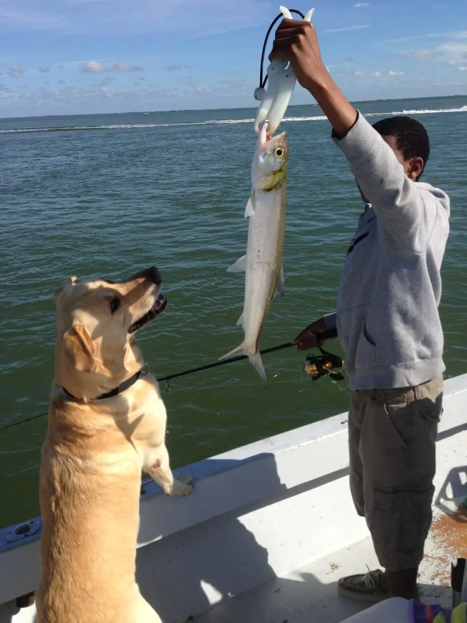 Ladyfish caught on Sanibel & Captiva charters!