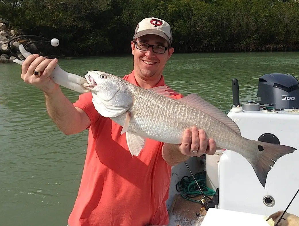 Redfish caught in Blind Pass on Sanibel & Captiva charters!