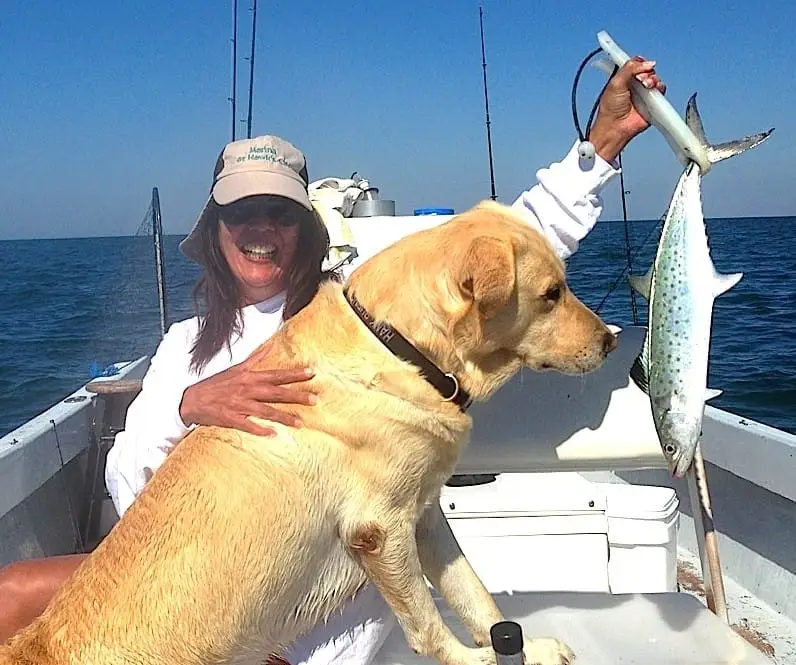 Spanish Mackerel caught offshore of Captiva on Sanibel & Captiva charters!