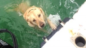 Hank taking a swim in Blind Pass on Sanibel & Captiva charters!
