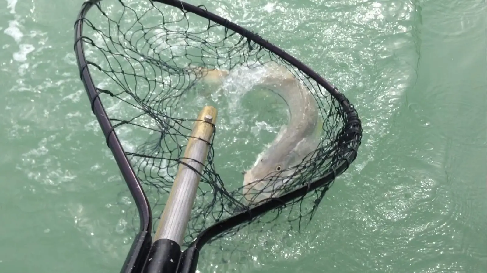 Snook in net on Sanibel & Captiva charters!
