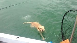 Hank taking a swim in Blind Pass on Sanibel & Captiva charters!