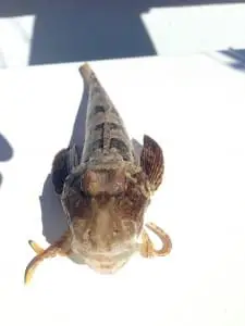 Sea Robin caught in Redfish Pass on Sanibel & Captiva charters!