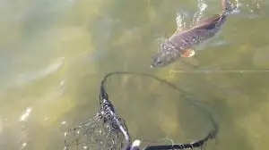 Redfish caught on Buck Key oyster bar on Sanibel & Captiva charters!