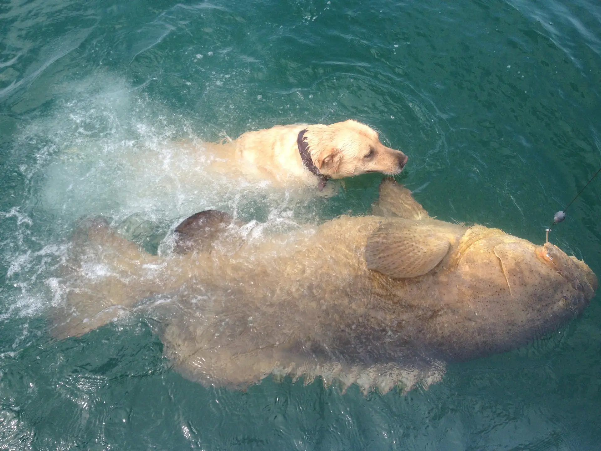 Goliath Grouper caught on Sanibel & Captiva charters!