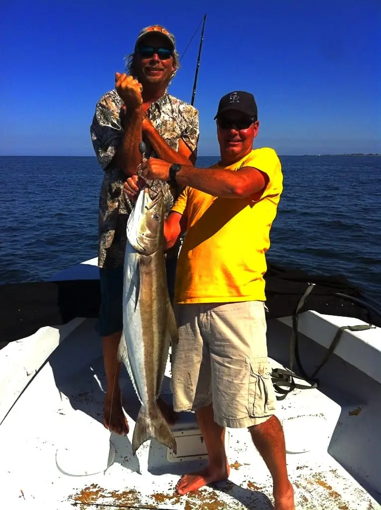 Cobia caught offshore of Captiva in Sanibel & Captiva charters!