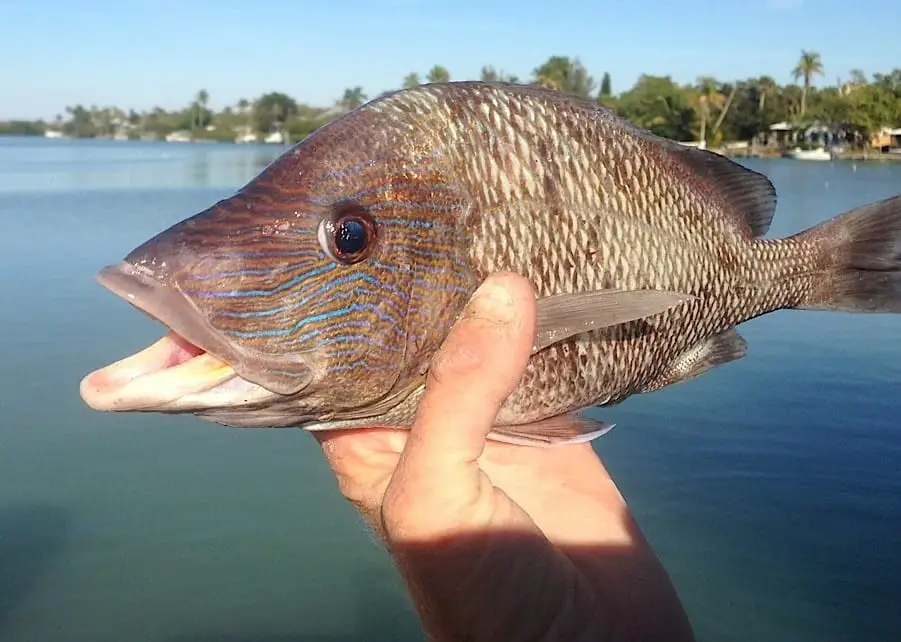French Snapper or Grunt, Sanibel & Captiva Islands & Fort Myers Charters & Fishing Guide Service.