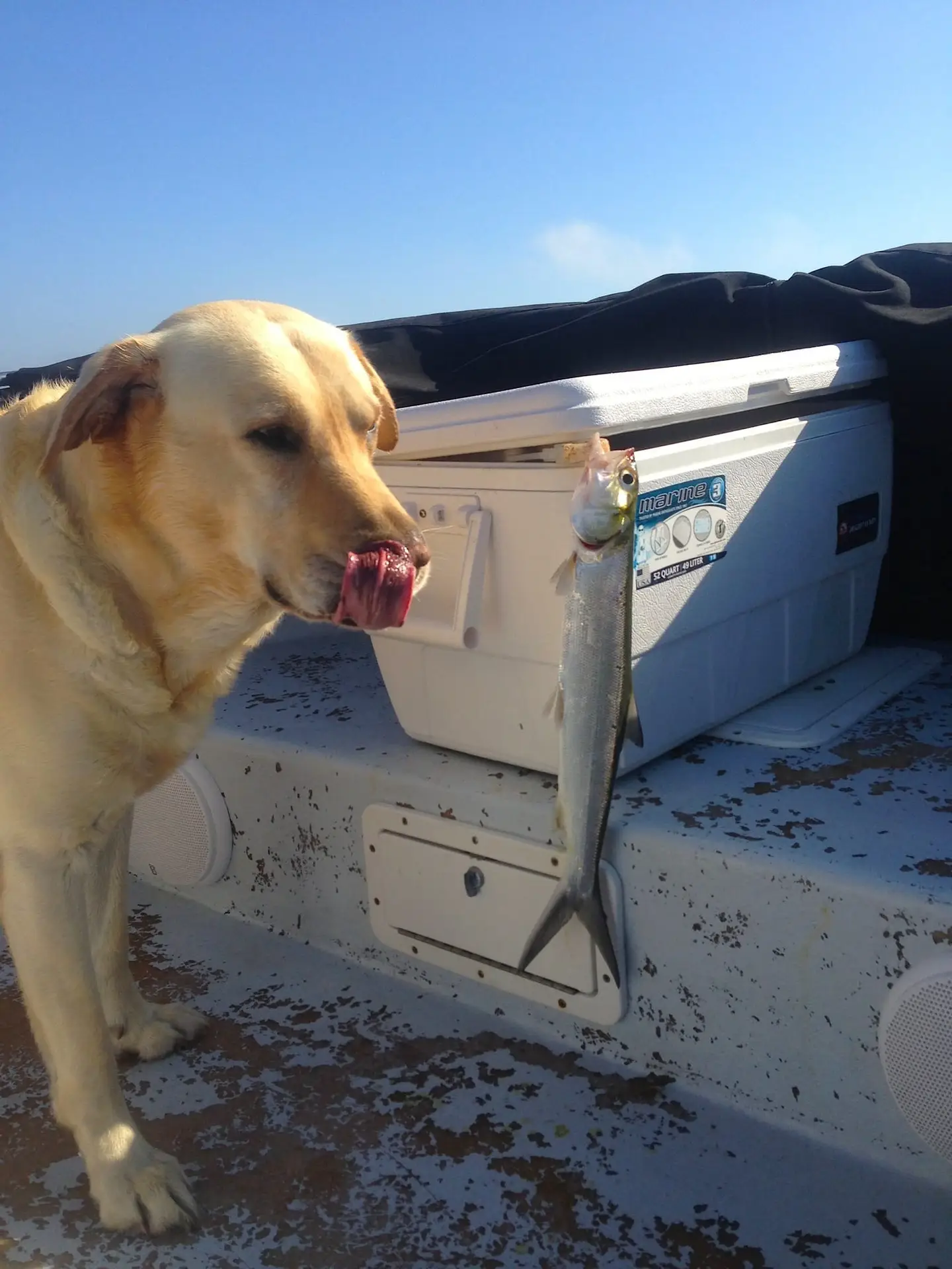 Hank with a Ladyfish on Sanibel & Captiva charters!