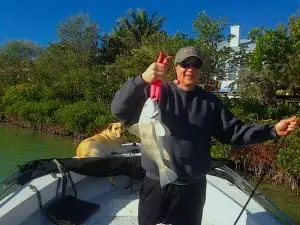 Black Drum caught in Blind Pass on Sanibel & Captiva charters!