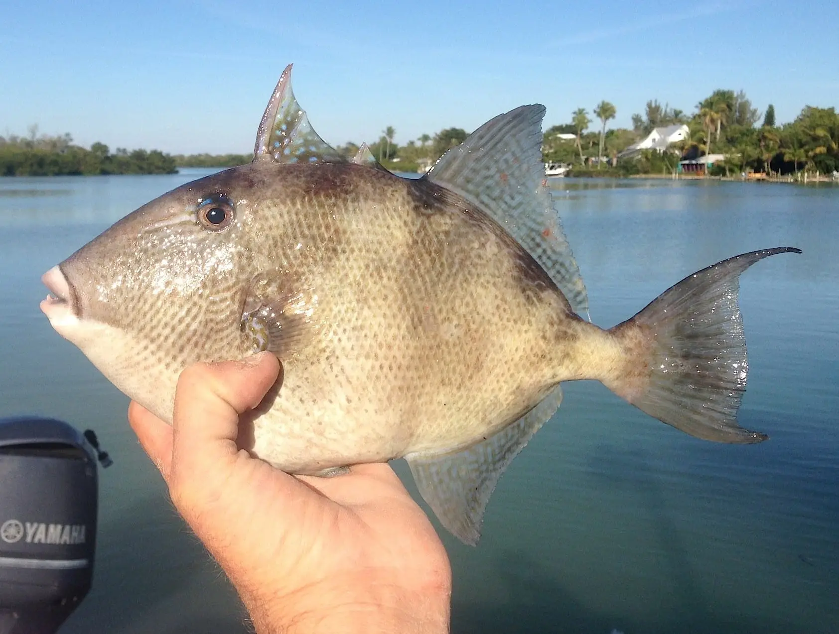 Trigger Fish, Sanibel & Captiva Islands & Fort Myers Charters & Fishing Guide Service.