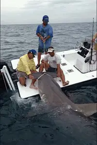 16 ft. Hammerhead Shark, Boca Grande Pass, 2010, Sanibel & Captiva Islands & Fort Myers Charters & Fishing Guide Service.