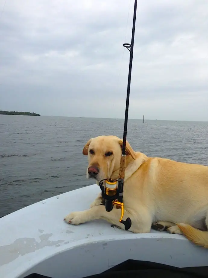 Hank, Tarpon Fishing, April 25, Sanibel & Captiva Islands & Fort Myers Charters & Fishing Guide Service.