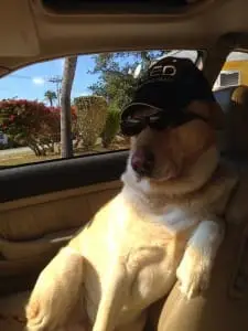 Hank relaxing after a hard days work