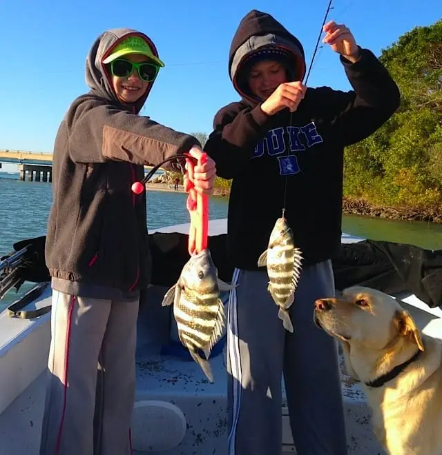 Two Sheepshead caught in Blind Pass, Sanibel & Captiva Islands & Fort Myers Charters & Fishing Guide Service.