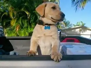 Little Hank, Sanibel & Captiva Islands & Fort Myers Charters & Fishing Guide Service.
