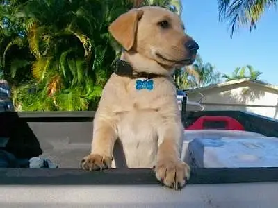 Little Hank, Sanibel & Captiva Islands & Fort Myers Charters & Fishing Guide Service.