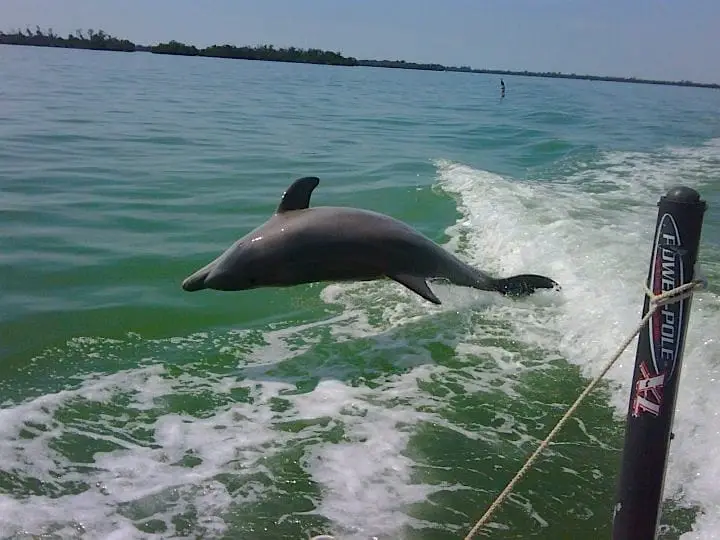Dolphin jumping in boat wake, Sanibel & Captiva Islands & Fort Myers Charters & Fishing Guide Service.