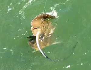 Stingray caught off the Sanibel oyster bar, Sanibel & Captiva Islands & Fort Myers Charters & Fishing Guide Service.