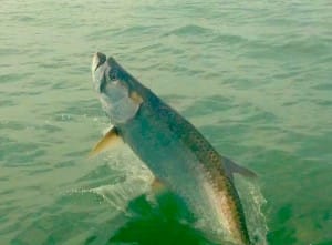Tarpon jumping, Sanibel & Captiva Islands & Fort Myers Charters & Fishing Guide Service.