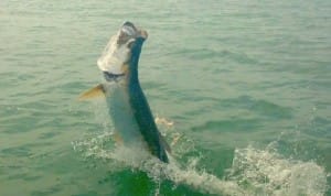 Tarpon jumping, Sanibel & Captiva Islands & Fort Myers Charters & Fishing Guide Service.