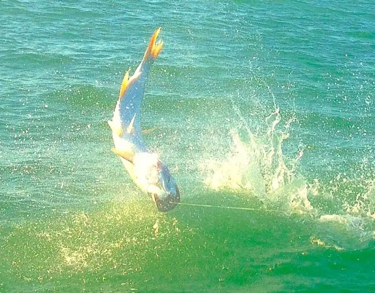 Tarpon jumping, Sanibel & Captiva Islands & Fort Myers Charters & Fishing Guide Service.