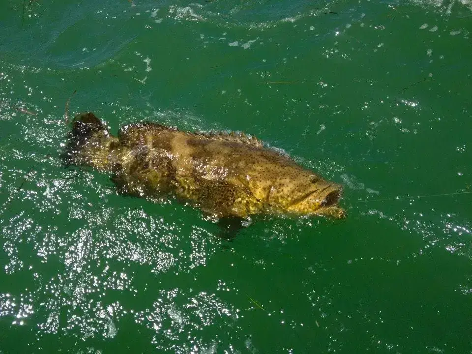 Goliath Grouper caught offshore of Captiva, Sanibel & Captiva Islands & Fort Myers Charters & Fishing Guide Service.
