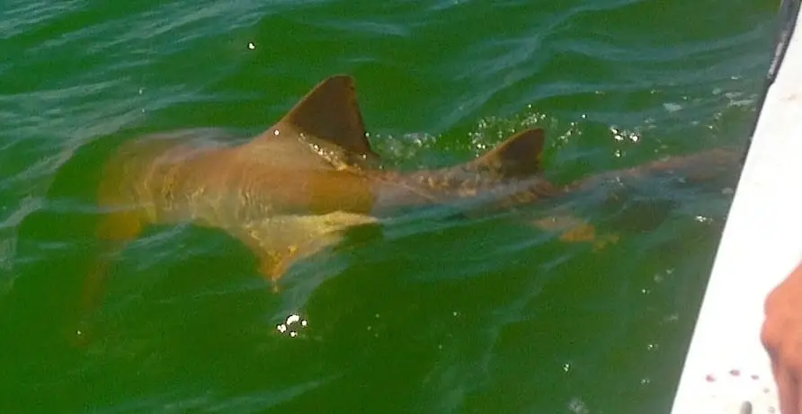 Six foot Nurse Shark caught inshore of Captiva, Catch & Release, Sanibel & Captiva Islands & Fort Myers Charters & Fishing Guide Service.