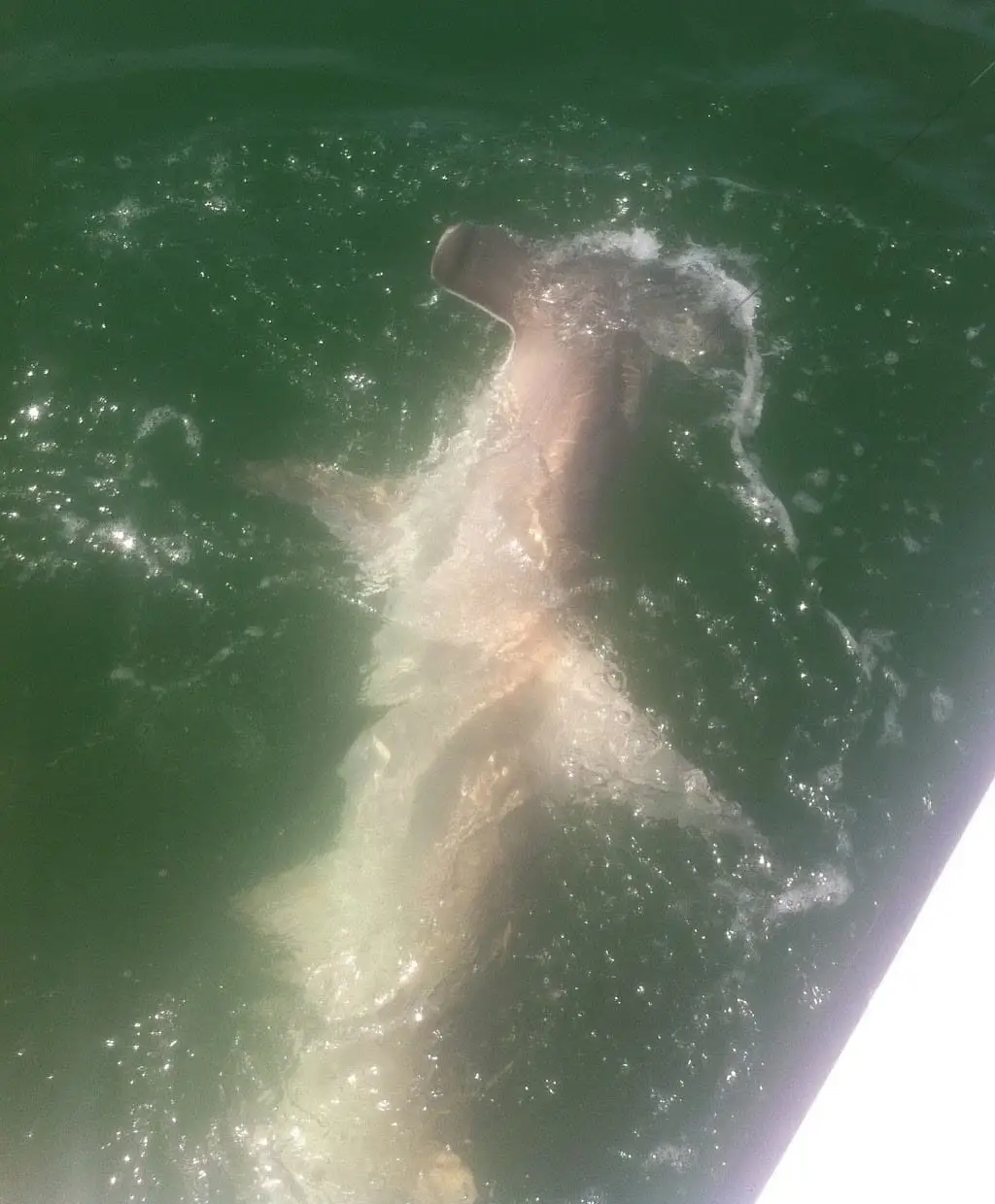 Twelve foot Hammerhead Shark caught in Captiva Pass by a fellow captain of mine, Sanibel & Captiva Islands & Fort Myers Charters & Fishing Guide Service.